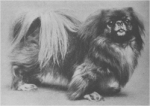 \"Pekingese1904\". Licensed under Public domain via Wikimedia Commons - http://commons.wikimedia.org/wiki/File:Pekingese1904.jpg#mediaviewer/File:Pekingese1904.jpg