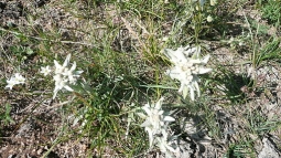 http://upload.wikimedia.org/wikipedia/commons/a/a0/Mongolian_flower_3.JPG