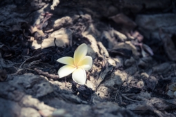 vignette
