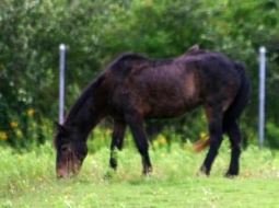 By Derek Hatfield (originally posted to Flickr as Sable Island Horses) [CC BY 2.0 (http://creativecommons.org/licenses/by/2.0)], via Wikimedia Commons