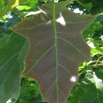 By Mark Wagner (Own work) [CC BY 2.5 (http://creativecommons.org/licenses/by/2.5)], via Wikimedia Commons