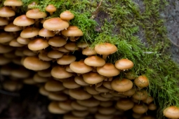 By USFWS - Pacific Region (galerina_marginata) [CC BY 2.0 (http://creativecommons.org/licenses/by/2.0)], via Wikimedia Commons