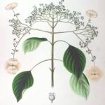 By Philipp Franz von Siebold and Joseph Gerhard Zuccarini (Flora Japonica, Sectio Prima (Tafelband).) [Public domain], via Wikimedia Commons