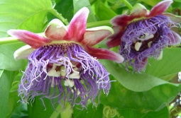 By Betty from Eads, Tennessee, United States (Curtain Call Passion Vine) [CC BY 2.0 (http://creativecommons.org/licenses/by/2.0)], via Wikimedia Commons