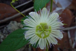 By Alex Popovkin, Bahia, Brazil from Brazil (Passiflora foetida L.) [CC BY 2.0 (http://creativecommons.org/licenses/by/2.0)], via Wikimedia Commons