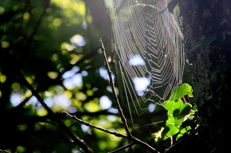 Toile d'araignée II (Photographie de Claire Libaux)