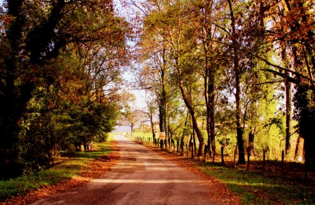 Chemin (Photographie de Claire Libaux)