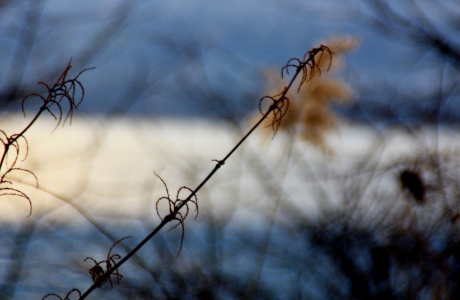 Au vent (Photographie de Claire Libaux)