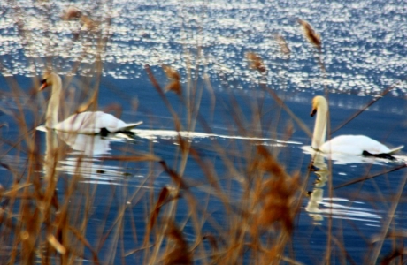 Cygnes (Photographie de Claire Libaux)