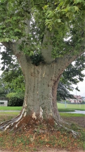 Le platane tricentenaire de Cognin en Savoie