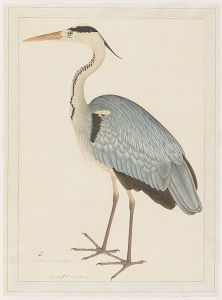 Grey Heron, Ramdas (1582-1610), Minneapolis Institute of Art