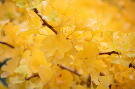 Gros plan sur un feuillage de Ginkgo Biloba à l'automne