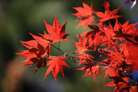 Feuilles d'érable du Japon à l'automne
