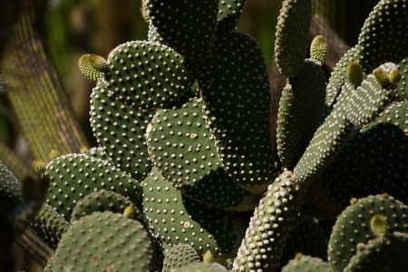Cactus (2)