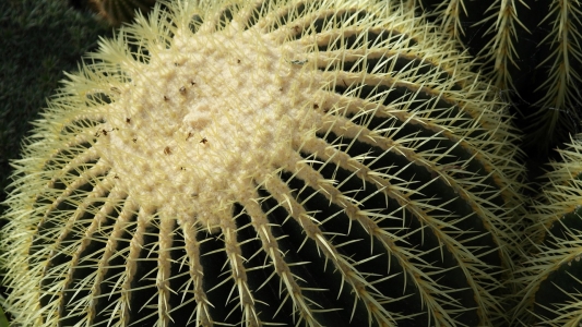 Cactus (1)