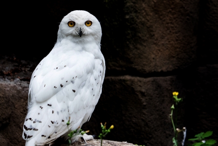 Chouette harfang ou harfang des neiges