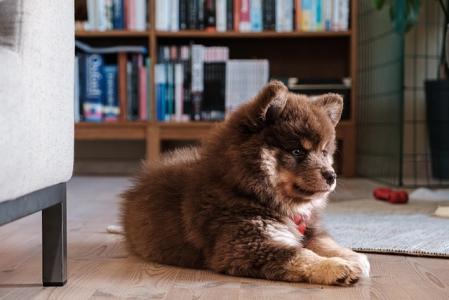 Chien finnois de Laponie