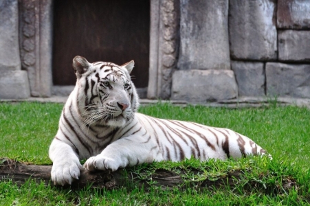 Tigre blanc