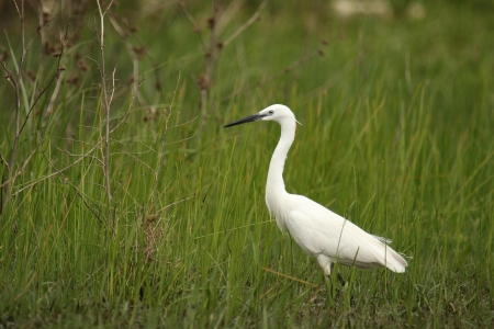 Aigrette garzette