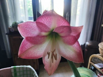 Amaryllis ayant fleuri la nuit dernière (Merci Vincent)